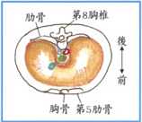 拜佛与医学 第二十四讲