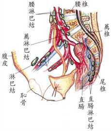 拜佛与医学 第七讲