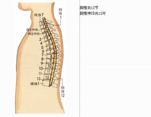 拜佛与医学 第七讲