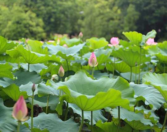 念药师经怎么回向好