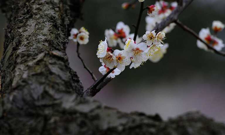 消灾吉祥神咒解释