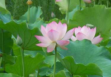 藥師經(jīng)繁體字版全文