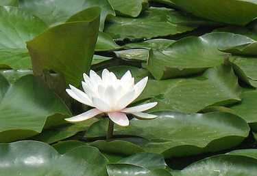 金刚经全文加回向